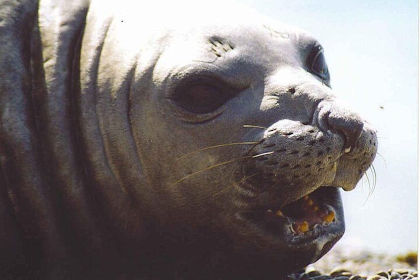 Elephant seal