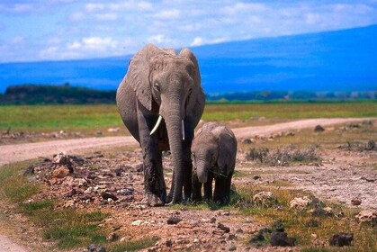 坦桑尼亚2025年经典之作