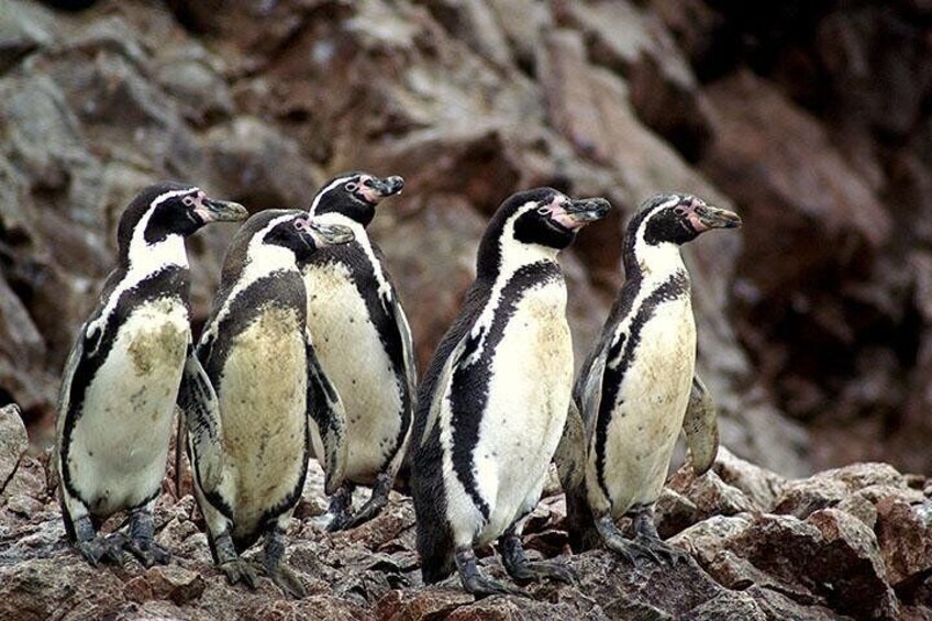 Humboldt Penguin