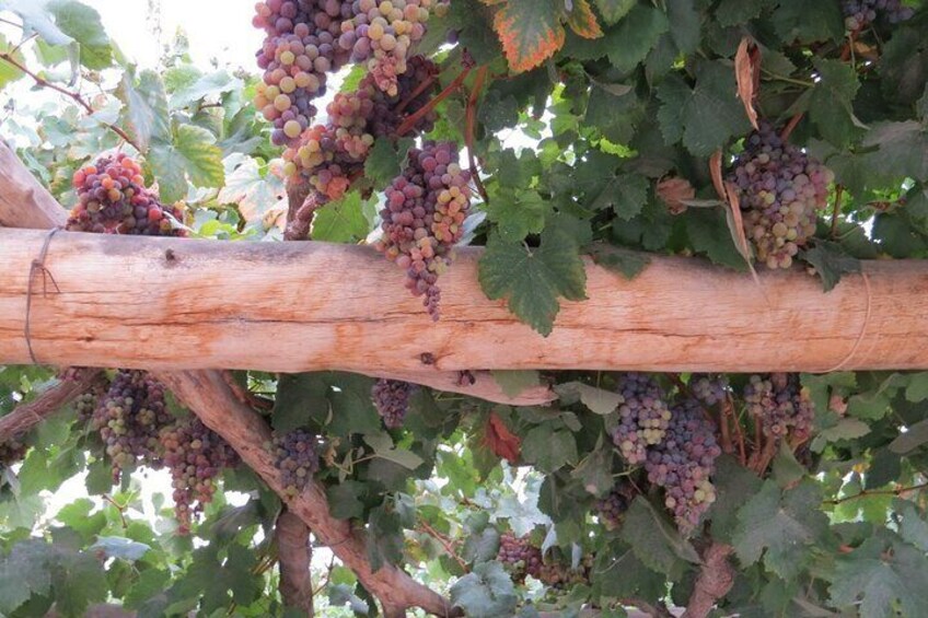grapes from the farm