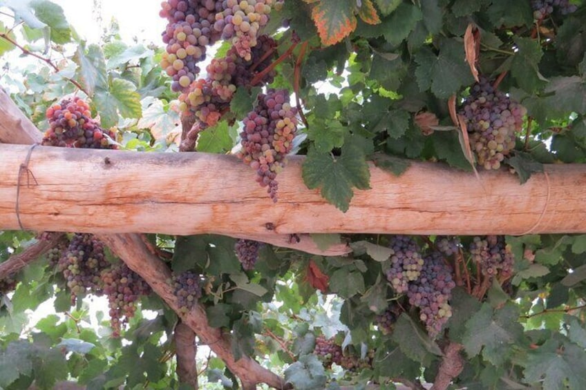 grapes from the farm