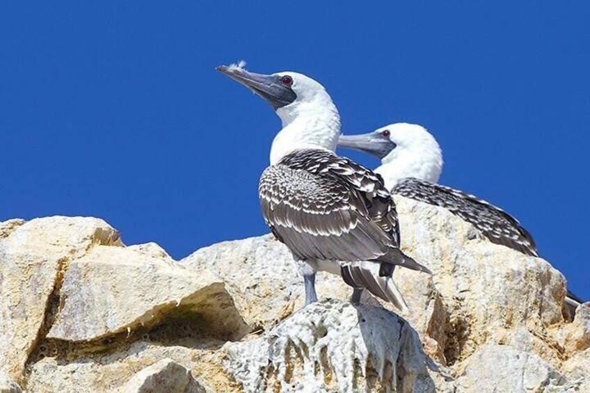 Peruvian Booby