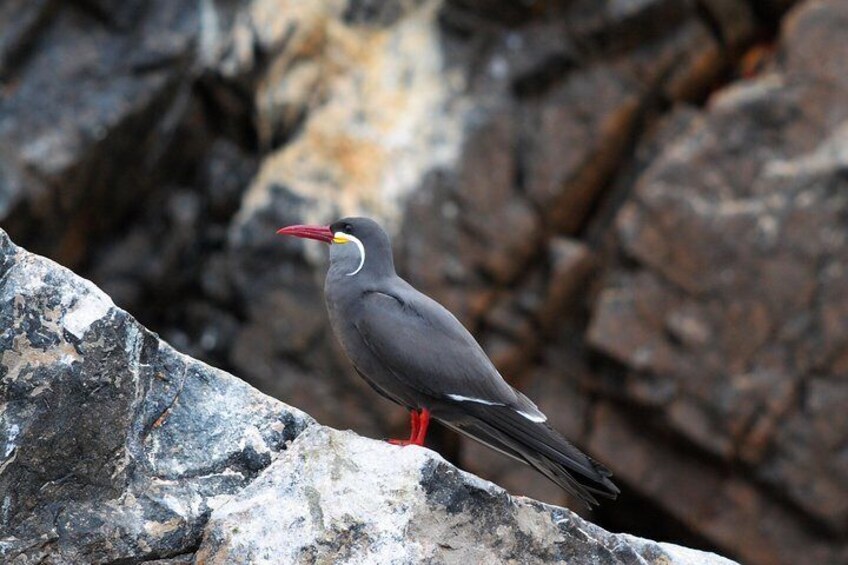 Inca tern