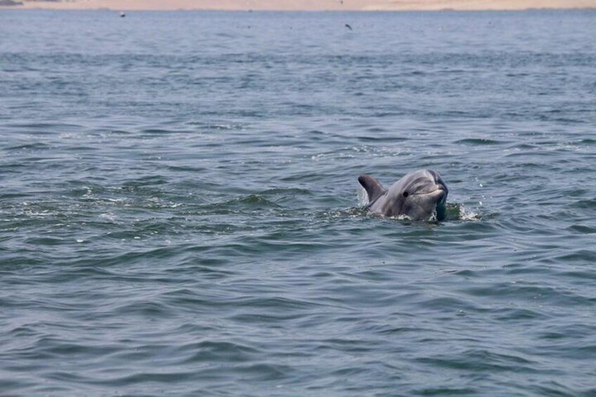 Dolphin