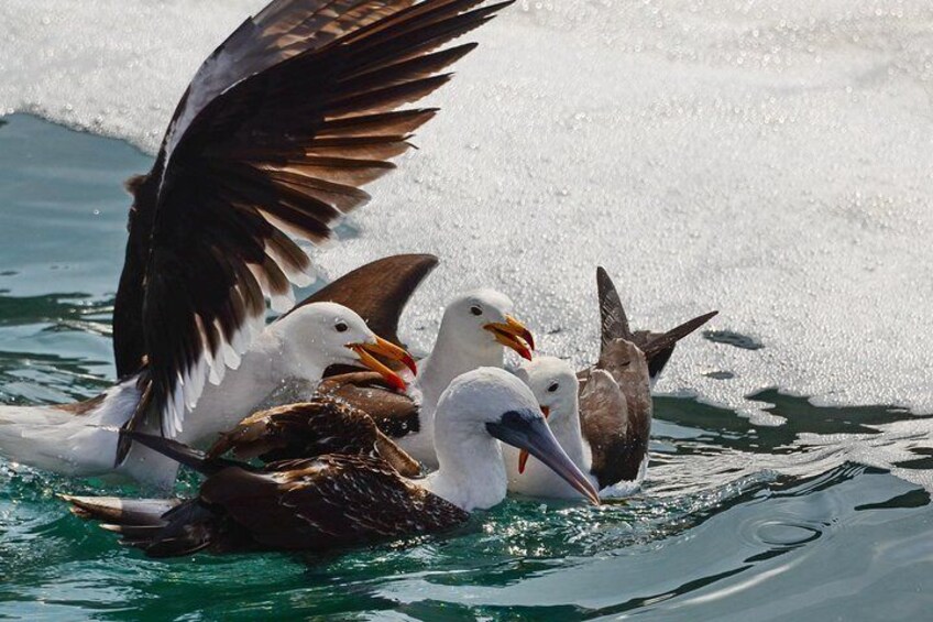 Sea Gull and PEruvian Booby