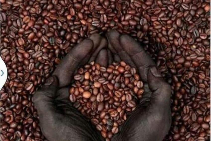 Coffee Tour : Ethiopian Coffee Tasting, Coffee Ceremony, Coffee Plantation visit