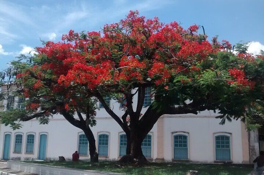 Cachoeira: fire tree