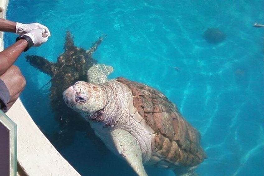 Projeto Tamar: see these giant sea turtels from nearby