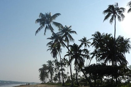 Coconut Coast and Praia do Forte - the famous beaches