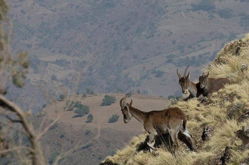 6 Days tour Package (Simien Mountains, Lalibela, and Danakil Depression)