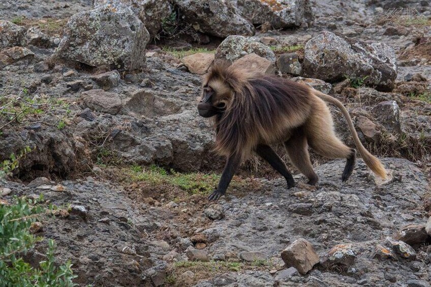 Day Trip From Addis Ababa To Debre Libanos & Portuguese Bridge