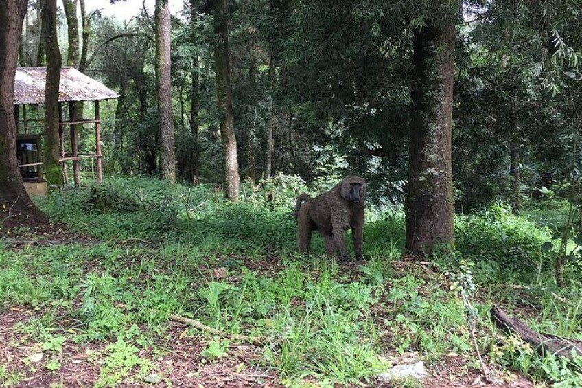 Day Trip To Menagesha Suba Forest