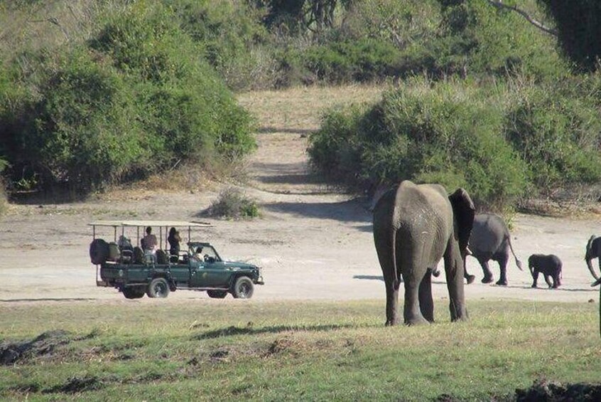 2 Days 1 Night Camping Safari In Chobe National Park