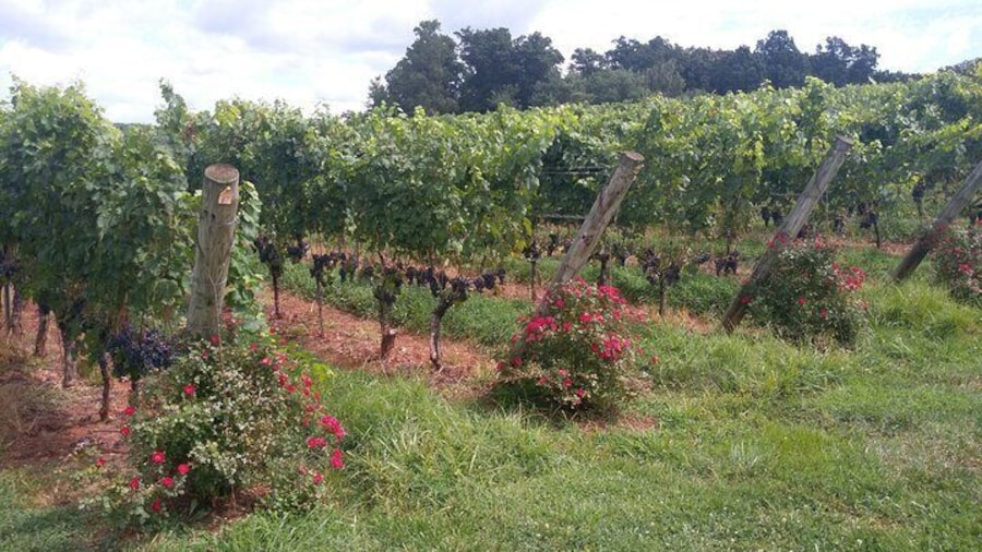 Memorable and exciting Vineyard in Virginia