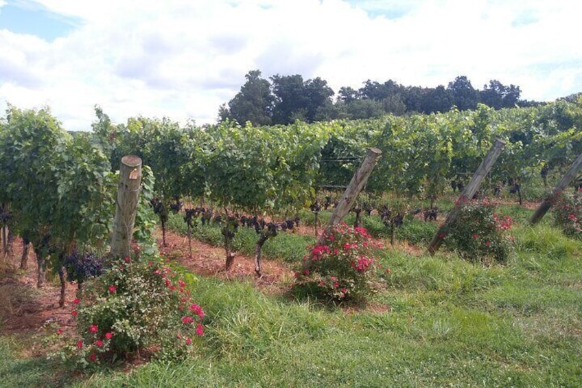 Memorable and exciting Vineyard in Virginia