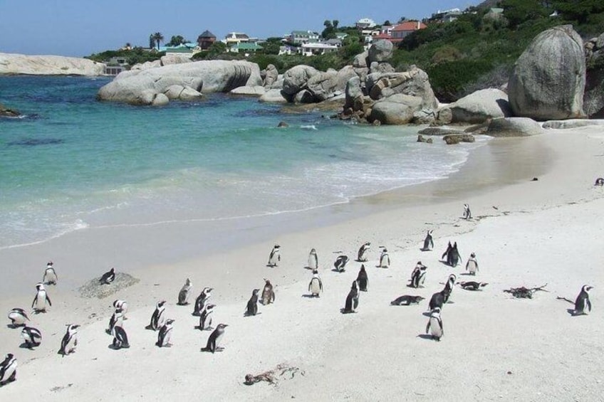 Cape Town 3-Day Attraction Tour:Aquila Safari Tour & Wine Tasing & Robben Island