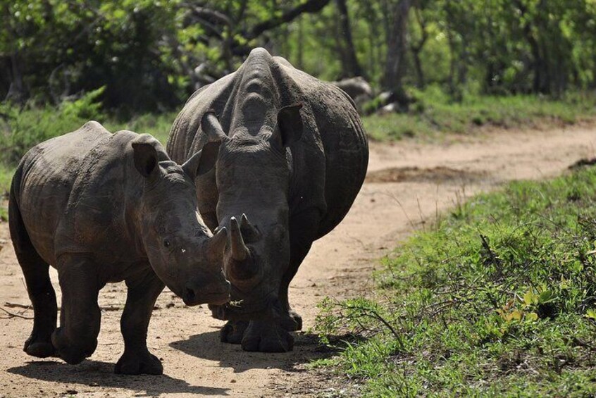 Cape Town 3-Day Attraction Tour:Aquila Safari Tour & Wine Tasing & Robben Island