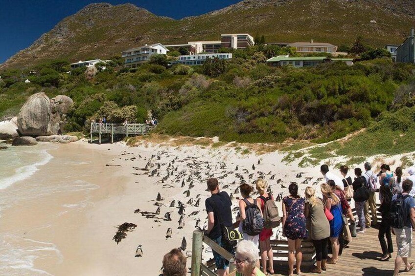 Cape Town 3-Day Attraction Tour:Aquila Safari Tour & Wine Tasing & Robben Island