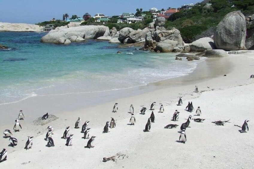 Cape Town. 3days Attraction: Crocodule Cage&cape Point &wine Testing