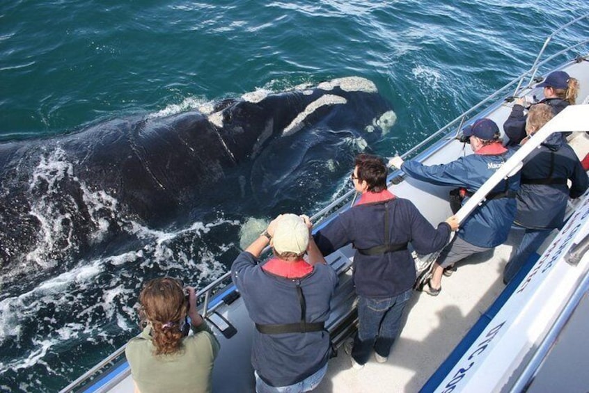 Cape Town Private Tour. Hermanus Whale Watching Full Day