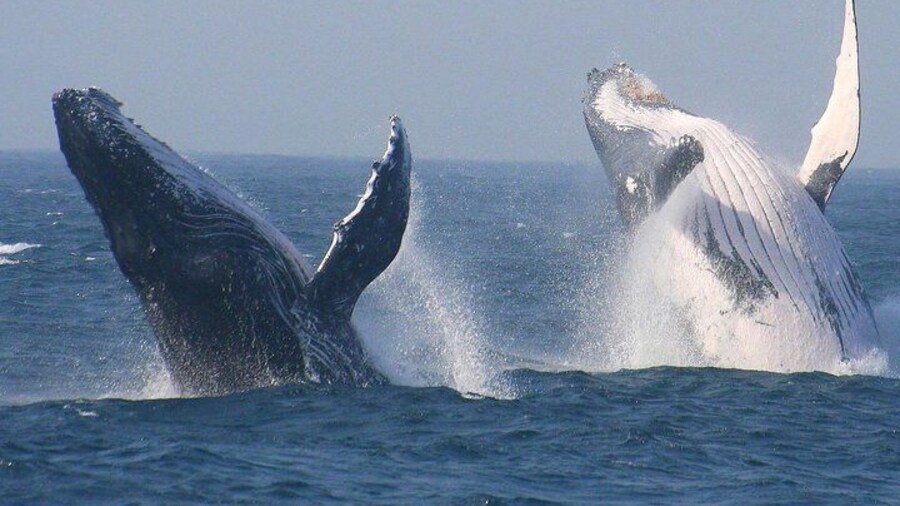 Cape Town Private Tour. Hermanus Whale Watching Full Day