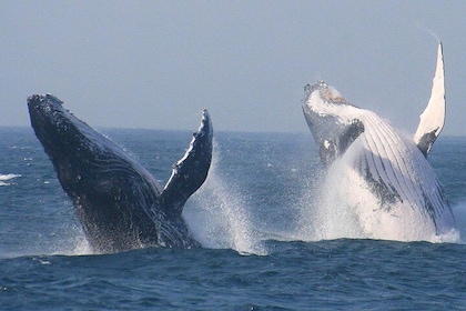 Cape Town Private Tour. Hermanus Whale Watching Full Day