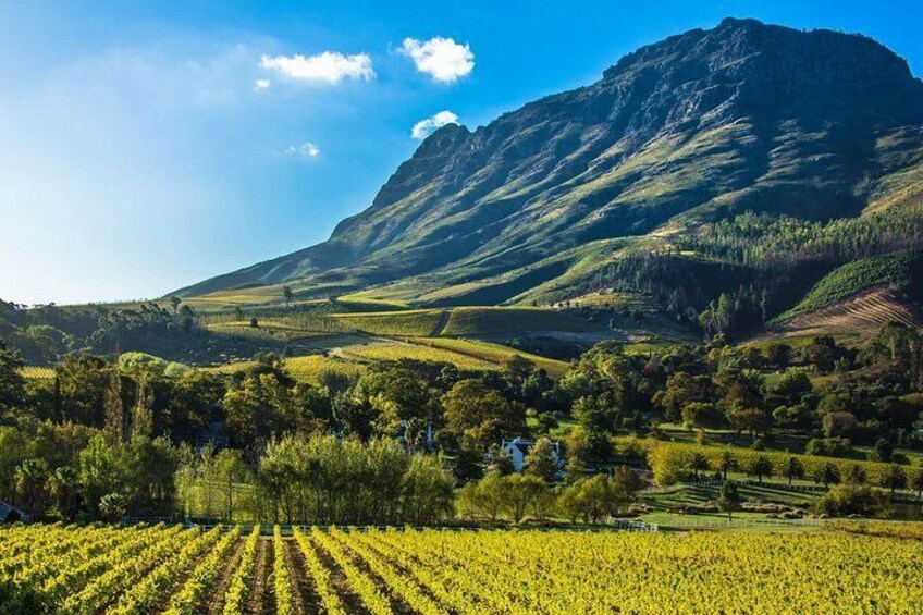 Cape Town Private , Wineland Tasting Tour