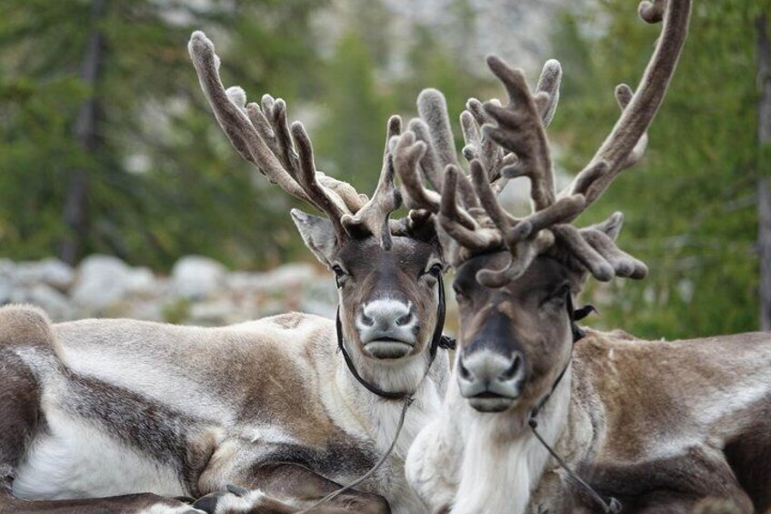 Reindeer