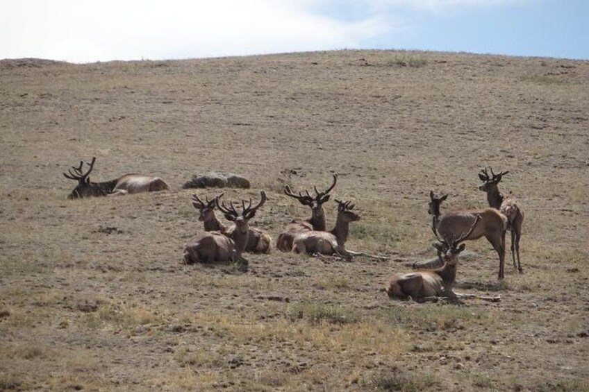 Khustai National Park