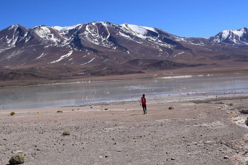 Salar De Uyuni 2 Days 1night. Eng Guide. Lagunas Route. Pls Ask For Availability