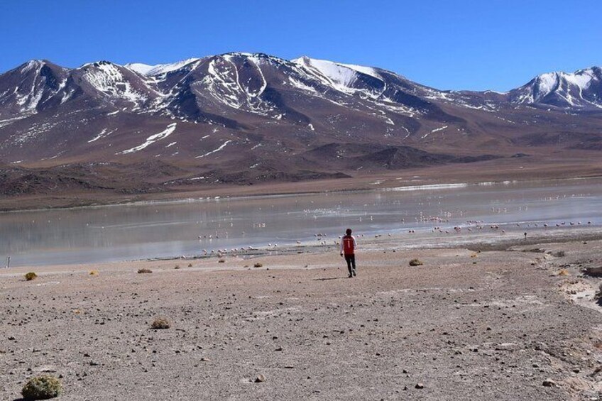 Salar De Uyuni 2 Days 1night. Eng Guide. Lagunas Route. Pls Ask For Availability