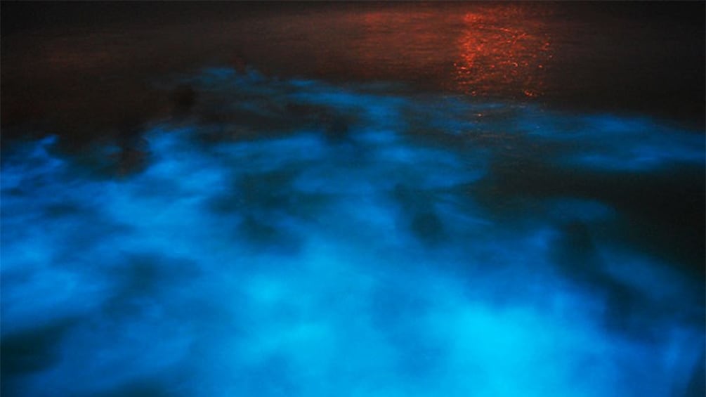 glowing water from phosphorous which illuminates bright blue when disturbed in jamaica 