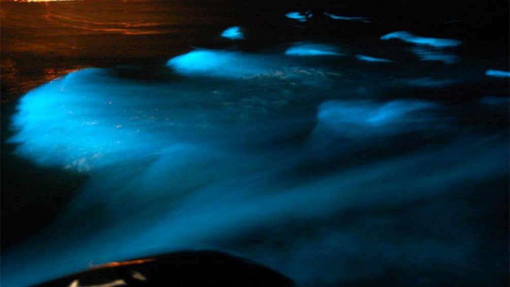 multiple patches of glowing water from phosphorous which illuminates bright blue when disturbed in jamaica