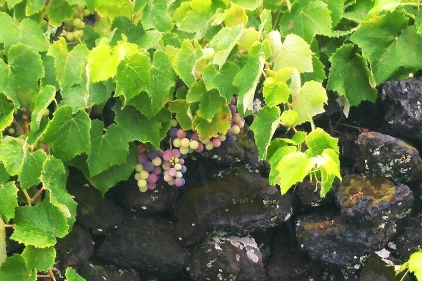Grapes in the protected landscape of the vineyard (UNESCO)