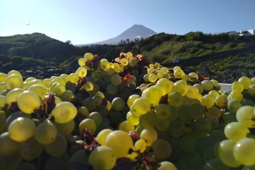 Wine Tour