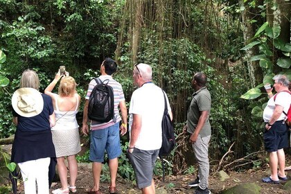 Rainforest Tours in St. Kitts