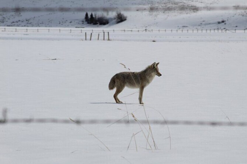 grand teton winter wildlife tour