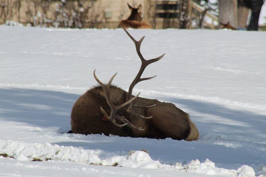 Show item 3 of 9. Grand Teton Winter Wildlife Tour