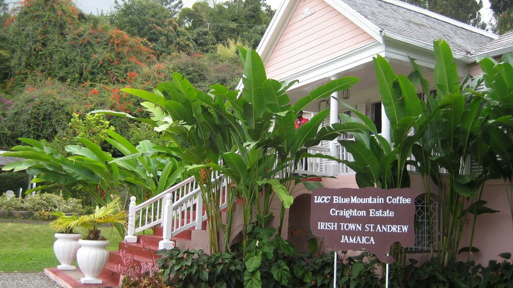 Blue Mountain Coffee estate in the Blue Mountains in Jamaica