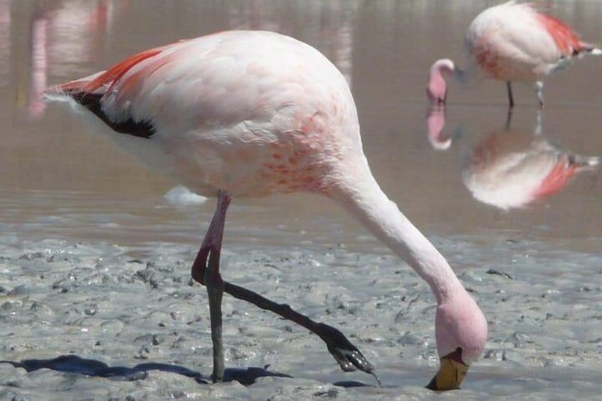 Flamingo and other wildlife