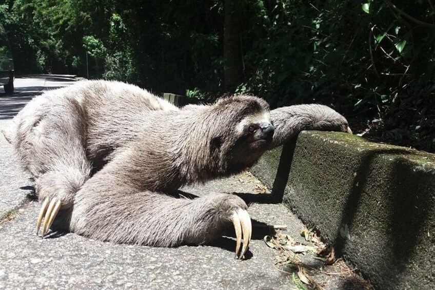 Sloth crossing the road