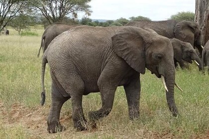 Holidays Safari in Tanzania