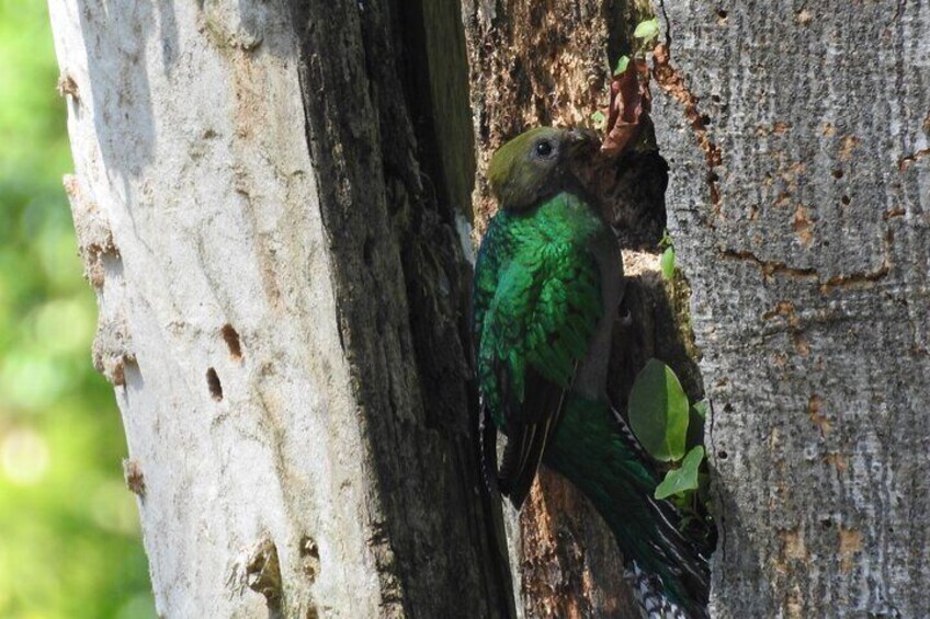 hembra del quetzal