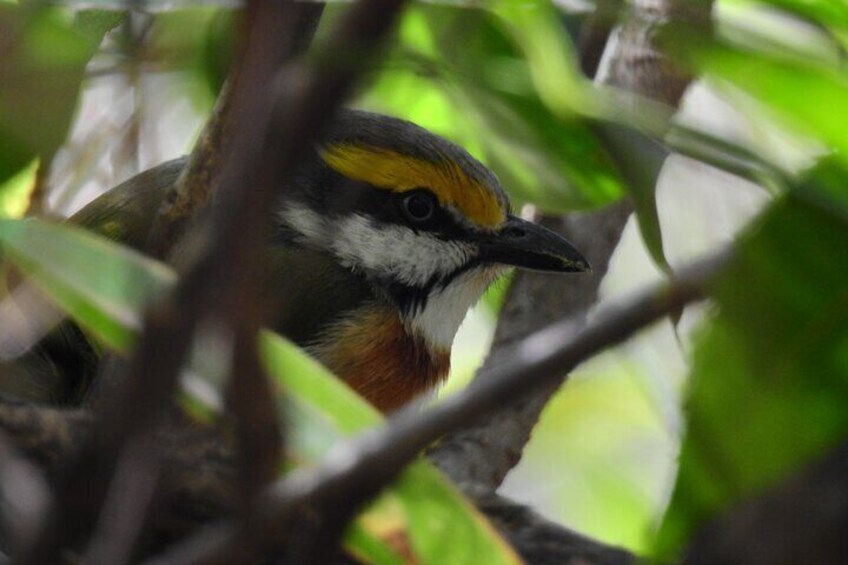 birding panajachel