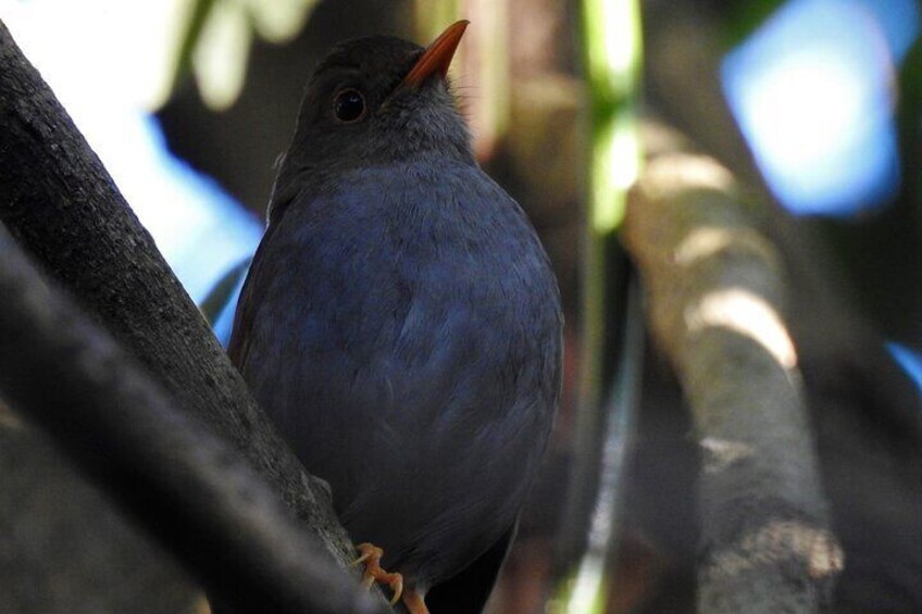 birding tour