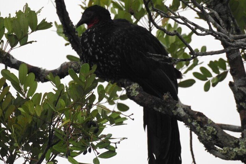 pajaro en panajachel