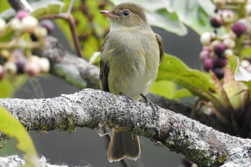 atitlan adventure birding