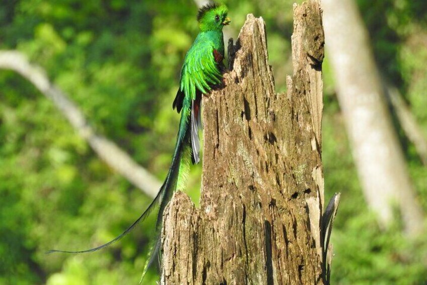 Quetzal lake atitlan