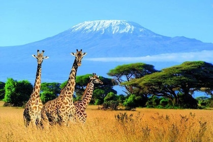 Kilimanjaro Special-( Tsavo West, Amboseli & Tsavo East Safari) (MINIMUM 2 ...