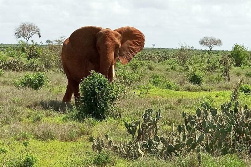 1 Day Tsavo East Safari ( Minimum 2 Pax)
